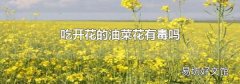 吃开花的油菜花有毒吗