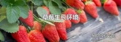 草莓生長環境