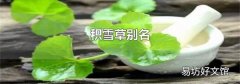 積雪草別名