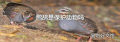 鷓鴣是保護動物嗎