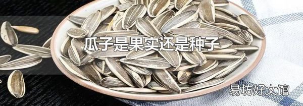 瓜子是果實還是種子