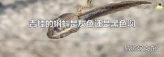 青蛙的蝌蚪是灰色還是黑色啊