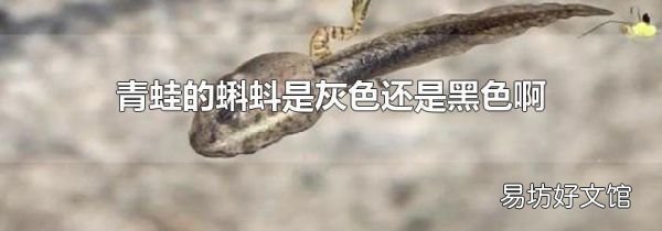 青蛙的蝌蚪是灰色還是黑色啊