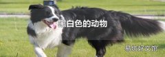 黑白色的動物