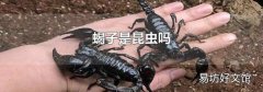 蝎子是昆蟲嗎