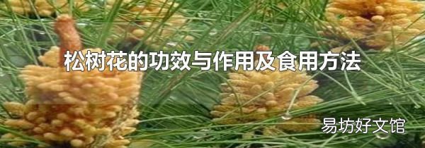 松樹花的功效與作用及食用方法