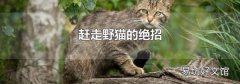 趕走野貓的絕招