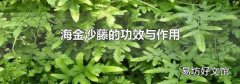 海金沙藤的功效與作用