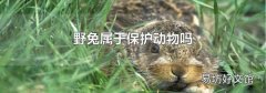野兔屬于保護動物嗎