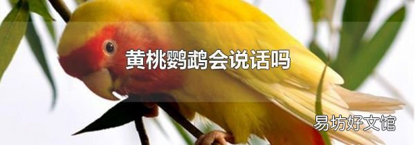 黃桃鸚鵡會說話嗎
