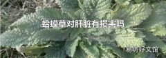 蛤蟆草对肝脏有损害吗