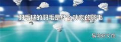 羽毛球的羽毛是什么动物的羽毛