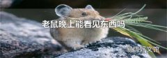老鼠晚上能看见东西吗