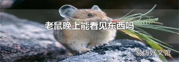 老鼠晚上能看见东西吗