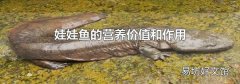 娃娃魚的營養價值和作用