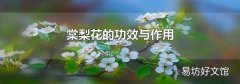 棠梨花的功效與作用