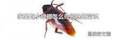 家里有小蟑螂怎么办能除根常识