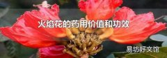 火焰花的藥用價值和功效