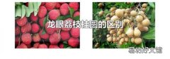 龍眼荔枝桂圓的區別
