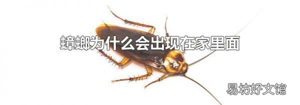 蟑螂為什么會出現在家里面