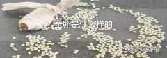 蚕卵是什么样的