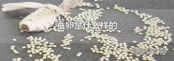 蠶卵是什么樣的