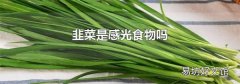 韭菜是感光食物嗎
