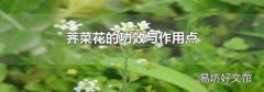 薺菜花的功效與作用點