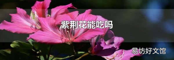 紫荊花能吃嗎