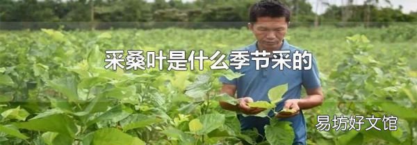 采桑葉是什么季節采的