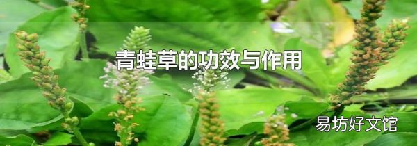 青蛙草的功效與作用