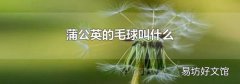 蒲公英的毛球叫什么