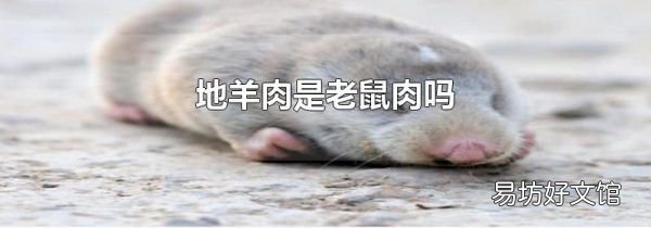 地羊肉是老鼠肉嗎