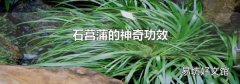 石菖蒲的神奇功效