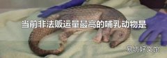當前非法販運量最高的哺乳動物是