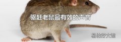 驅趕老鼠最有效的聲音