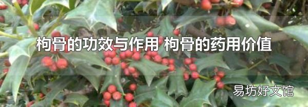 枸骨的功效與作用 枸骨的藥用價值