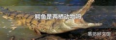 鱷魚是兩棲動物嗎
