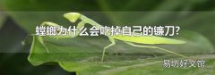 螳螂為什么會吃掉自己的鐮刀?