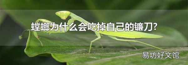 螳螂為什么會吃掉自己的鐮刀?