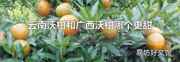云南沃柑和广西沃柑哪个更甜