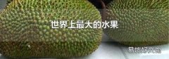 世界上最大的水果