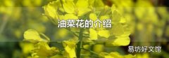 油菜花的介绍