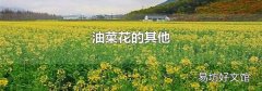 油菜花的其他