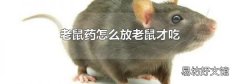 老鼠藥怎么放老鼠才吃