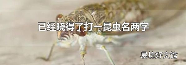 已經曉得了打一昆蟲名兩字