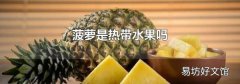 菠蘿是熱帶水果嗎