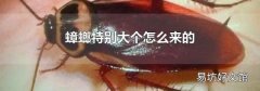 蟑螂特別大個怎么來的