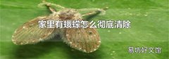 家里有蛾蠓怎么徹底清除