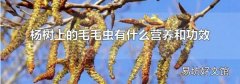 楊樹上的毛毛蟲有什么營養和功效